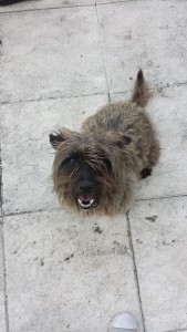 Chien trouvé à entre Gourdon et Mont-Saint-Vincent