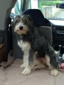 Chien trouvé à Pouilloux