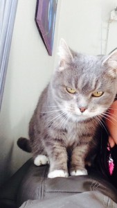 Chat perdu