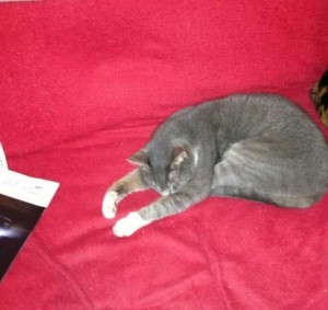 Chat perdu