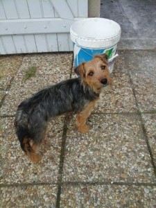 Chien trouvé à Saint-Vallier