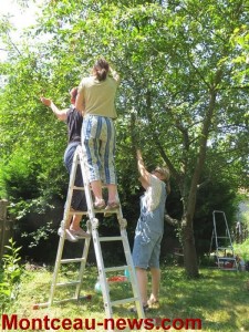 Ecureuils du panier (Montceau)
