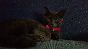 Chat perdu
