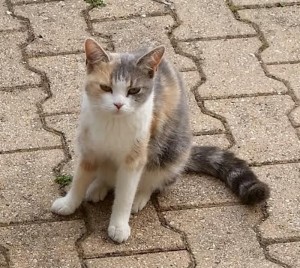Chat perdu