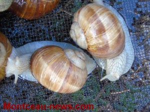 Le ramassage des escargots …