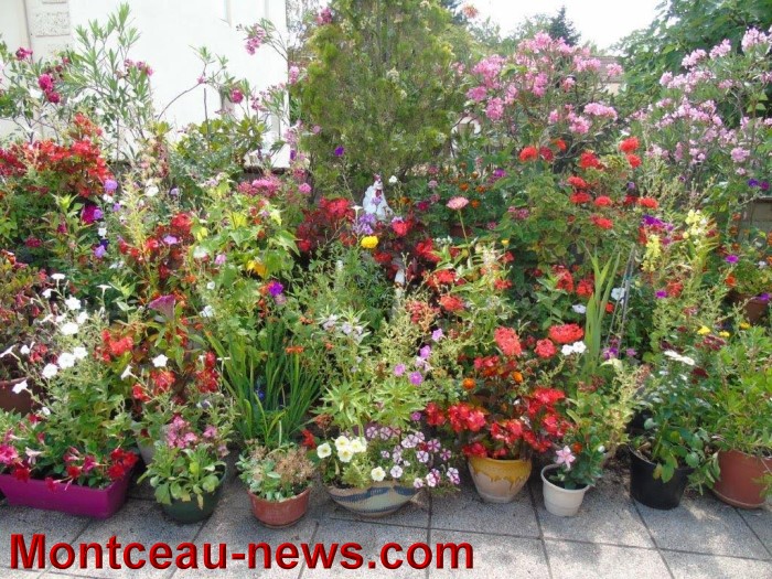 fleurs mont 24071523