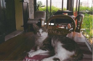 Chat perdu