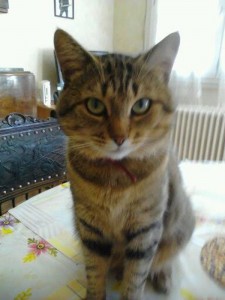 Chat perdu