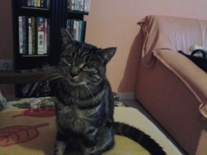Chat perdu