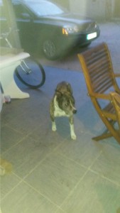 Chien trouvé à Ciry-le-Noble