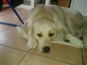 Chien perdu (Pouilloux)