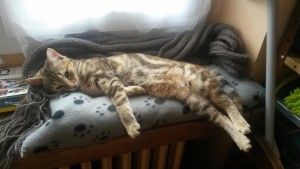 Chat perdu (Sanvignes)