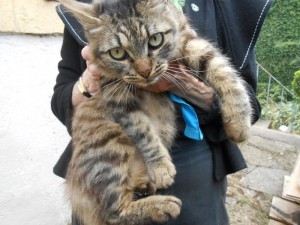 Chat perdu