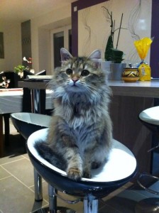 Chat perdu