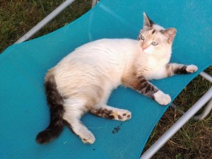 Chat perdu