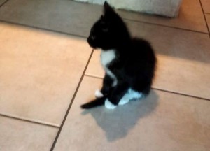 Chat perdu