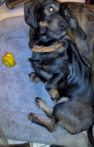 Chien perdu (Montceau)