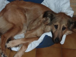 Chien perdu (Montceau)