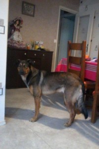 Chien perdu (Montceau)