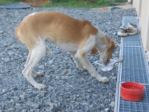 Chien trouvé à Dompierre-sous-Sanvignes
