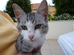 Chat trouvé à la Sorme