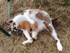 Chat perdu (Montceau)