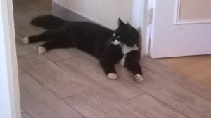 Chat perdu (Saint-Vallier)