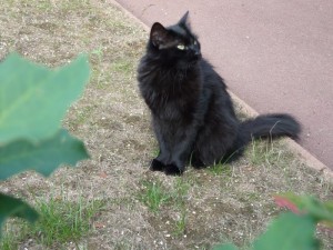 Chat perdu