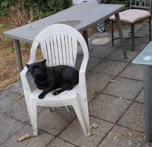 Chien perdu (Montceau)