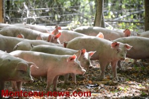 Saône et Loire  : Aide de crise porcine