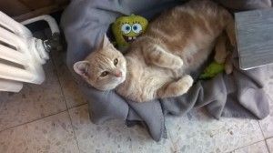 Chat perdu (Montceau)