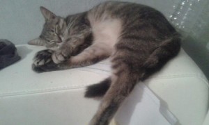 Chat perdu (Saint-Vallier)