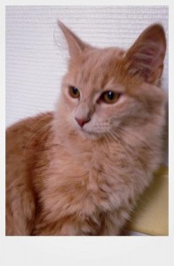 Chat perdu (Montceau)