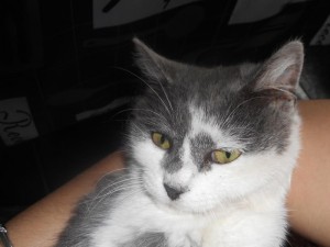 Chat perdu