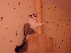 Chat perdu (Blanzy)