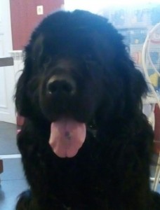 Chien perdu