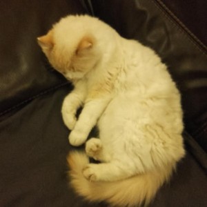 Chat perdu (Blanzy)