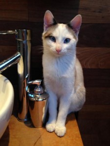 Chat perdu (Montceau)