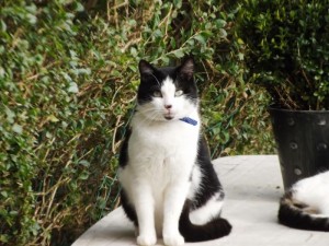 Chat perdu (Blanzy)