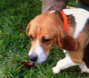 Chien perdu