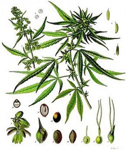Dépénalisation du cannabis  (Société – France)