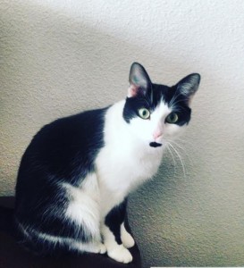 Chat perdu (Blanzy)