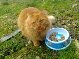 Chat trouvé à Saint-Bérain-sous-Sanvignes
