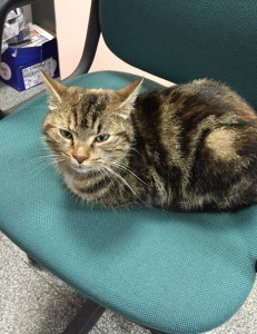 Chat trouvé à Blanzy