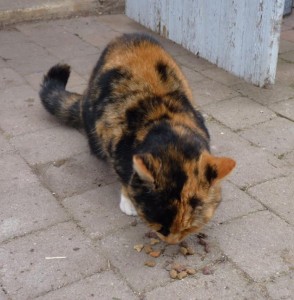 Chat trouvé à Gourdon