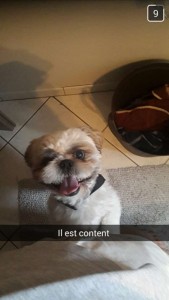 Chien perdu