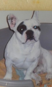 Chien perdu
