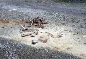 Après le passage du cirque à Blanzy