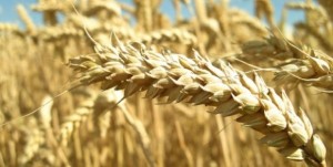 Fiche santé  : le gluten