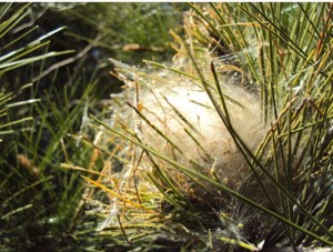 Nouvelle rubrique : Nature avec et par…